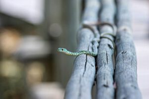 לוכד נחשים בעמק חפר